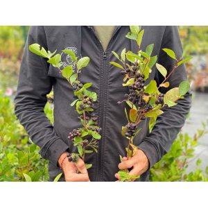 Arónia čerešňolistá (Aronia prunifolia) ´NERO´ 70-100 cm; kont.C1L